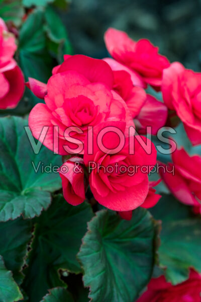 Begonia Solenia Red