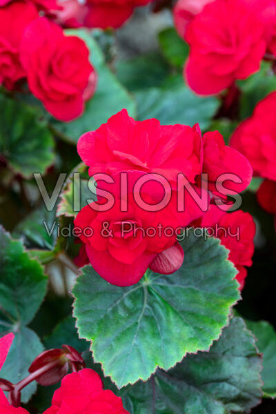 Begonia Solenia Scarlet