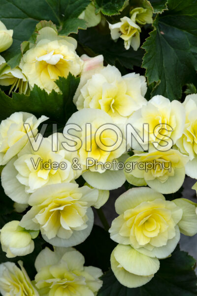 Begonia Solenia Yellow