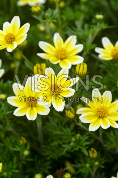 Bidens Bee Spicy Electric White