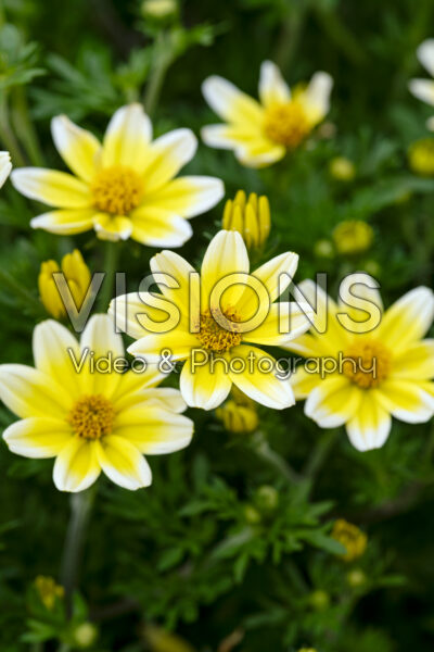 Bidens Bee Spicy Electric White