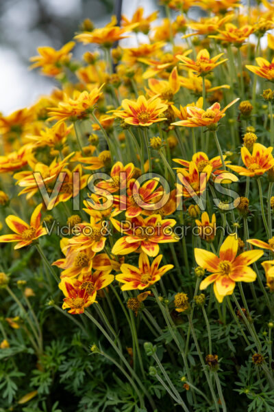 Bidens Mini Bee Royal Brocade