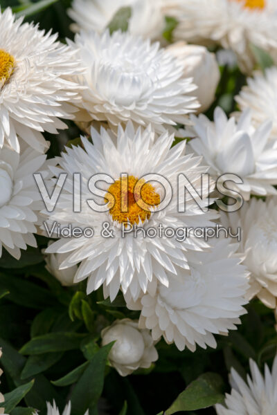 Bracteantha Dreamtime® Jumbo Pure White