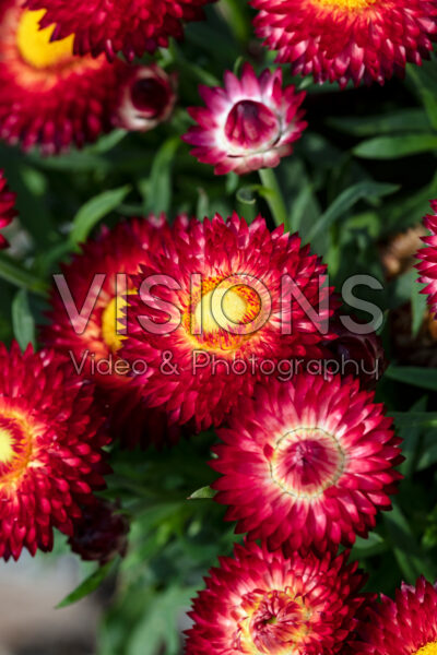 Bracteantha Dreamtime® Jumbo Red