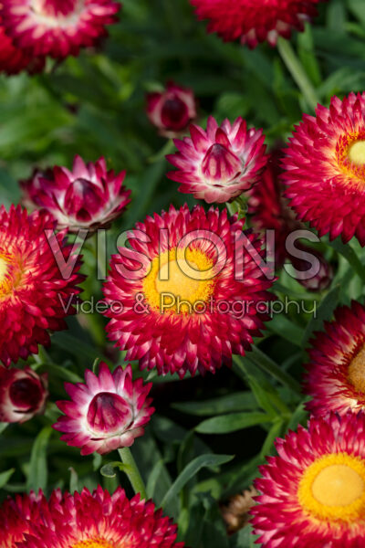 Bracteantha Dreamtime® Jumbo Red