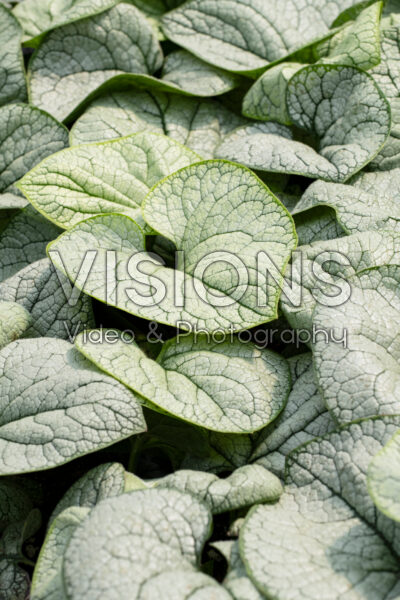 Brunnera macrophylla Permafrost Brunnera macrophylla Permafrost
