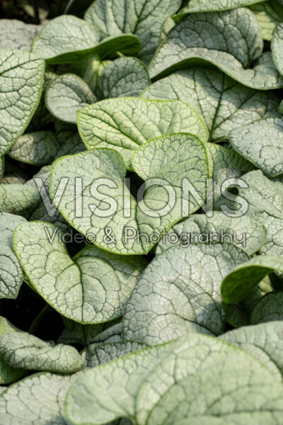 Brunnera macrophylla Permafrost Brunnera macrophylla Permafrost