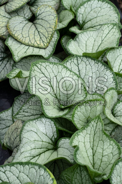 Brunnera macrophylla Frostbite