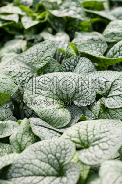 Brunnera macrophylla Jack of Diamonds Brunnera macrophylla Jack of Diamonds