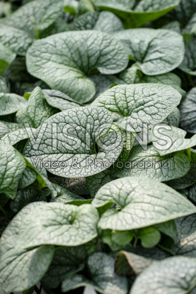 Brunnera macrophylla Jack of Diamonds