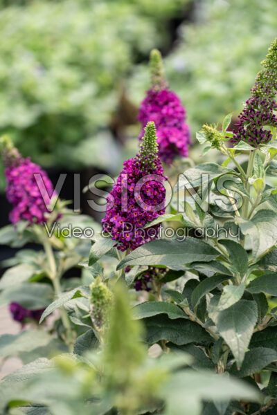 Buddleja Chrysalis Cranberry