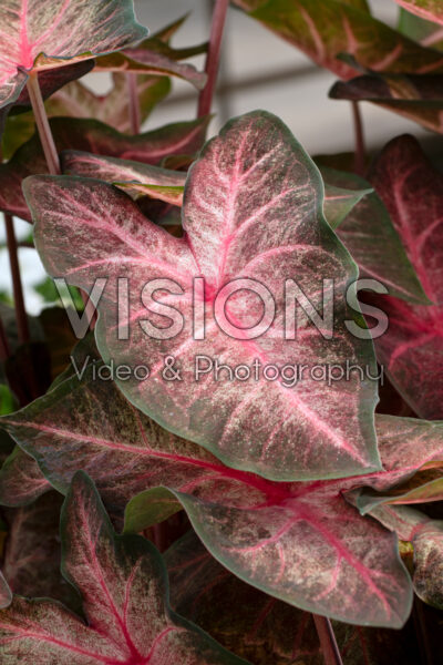 Caladium Berries 'n Burgundy