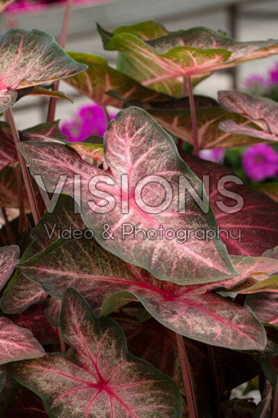 Caladium Berries 'n Burgundy