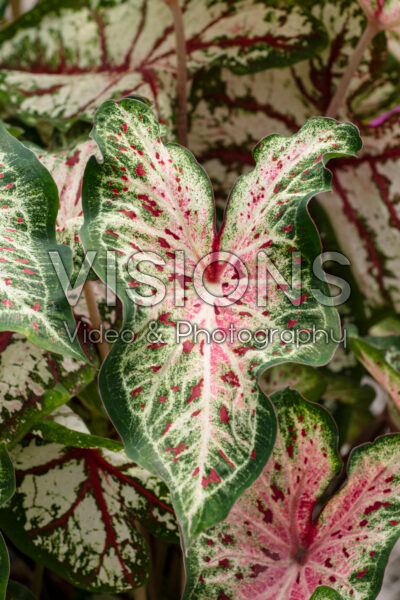 Caladium White Queen