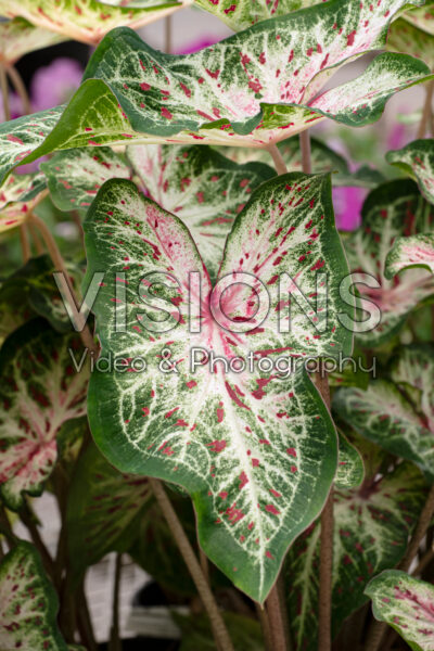 Caladium White Queen