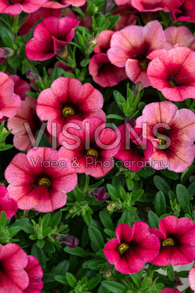 Calibrachoa Bloomtastic Chili Pepper