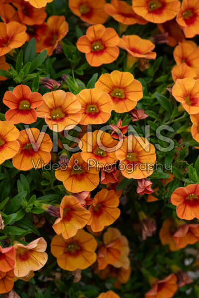 Calibrachoa® Cabaret Bright Orange