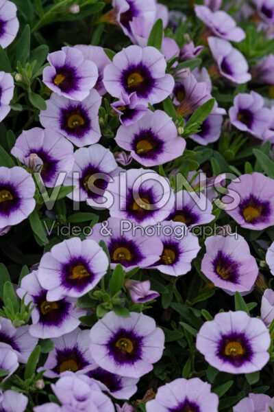 Calibrachoa Cabaret® Lavender Kiss
