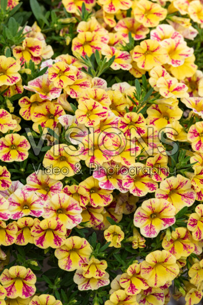 Calibrachoa Candy Shop™ Candy Bouquet®