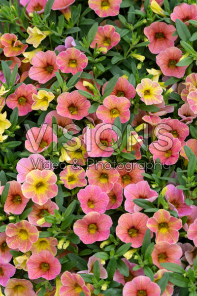 Calibrachoa Cha-Cha™ Diva Apricot