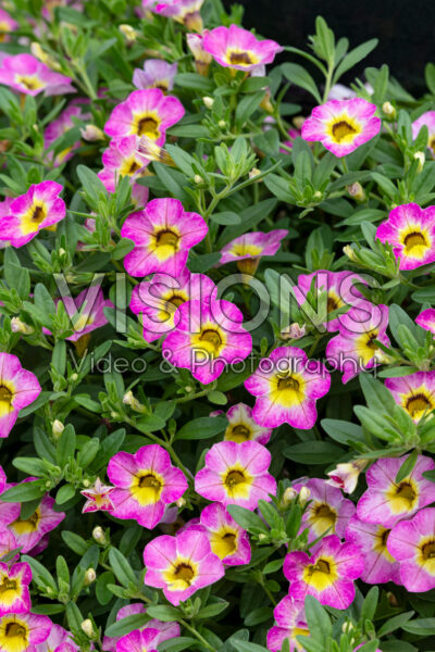 Calibrachoa Cha-Cha™ Diva Hot Pink