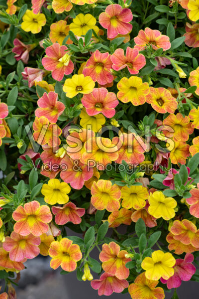 Calibrachoa Cha-Cha™ Diva Orange