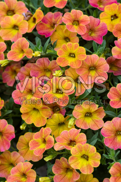 Calibrachoa Cha-Cha™ Diva Orange Calibrachoa Cha-Cha™ Diva Orange
