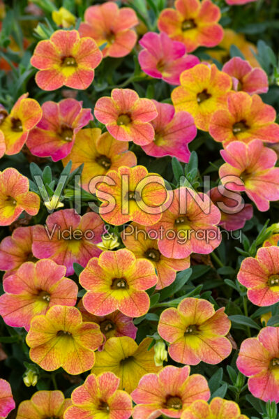 Calibrachoa Cha-Cha™ Diva Orange