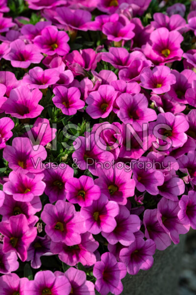 Calibrachoa Conga™ Pink Kiss