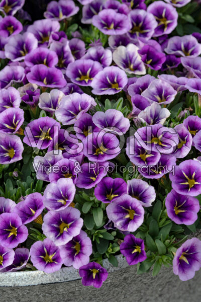 Calibrachoa Conga™ Purple Star 