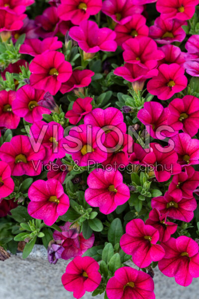 Calibrachoa Conga™ Red Calibrachoa Conga™ Red
