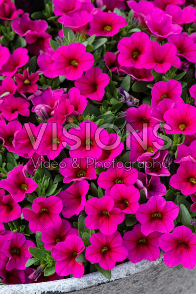 Calibrachoa Congaâ„¢ Rose Improved Calibrachoa Congaâ„¢ Rose Improved