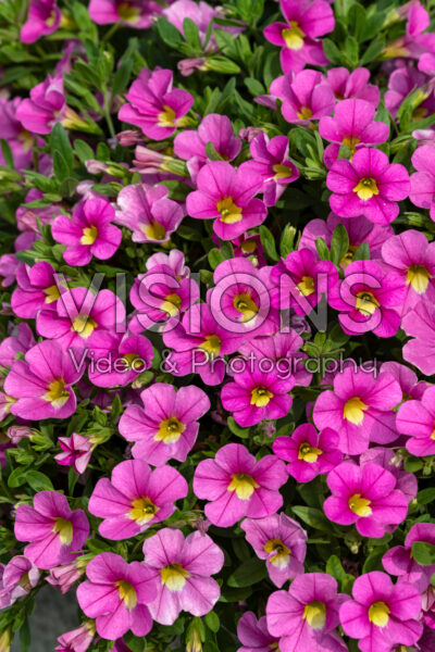 Calibrachoa Lia™ Bubblegum 