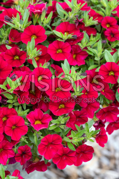 Calibrachoa Lia™ Dark Red 