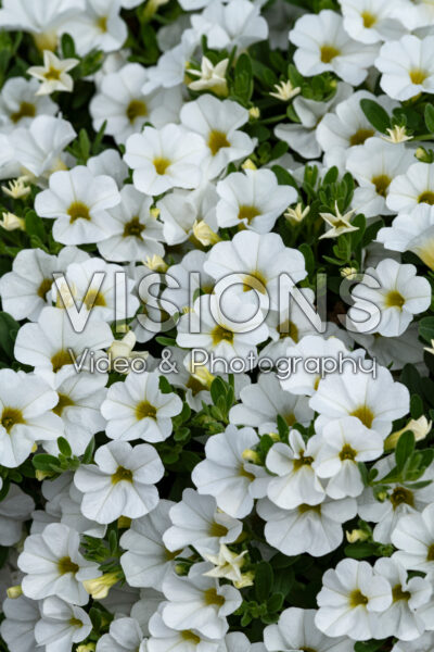 Calibrachoa Lia™ Glaze Calibrachoa Lia™ Glaze