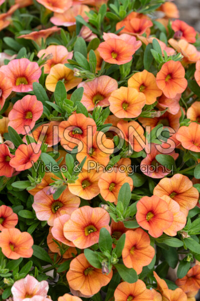 Calibrachoa Lia™ Melon Calibrachoa Lia™ Melon