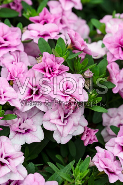 Calibrachoa MiniFamous® Uno Double Light Pink Calibrachoa MiniFamous® Uno Double Light Pink