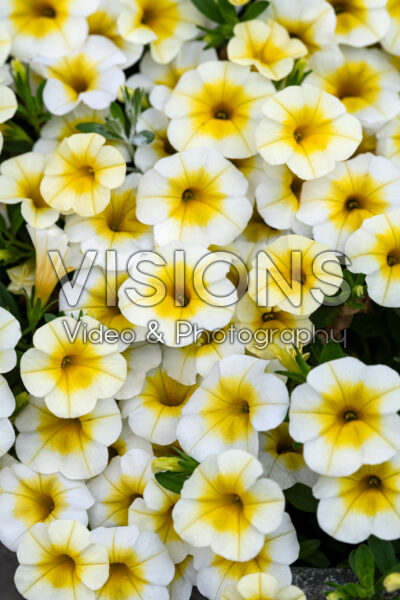 Calibrachoa MiniFamous® Uno White Gold