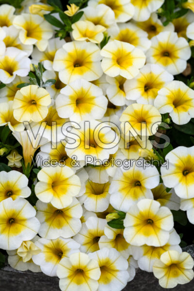 Calibrachoa MiniFamous® Uno White Gold Calibrachoa MiniFamous® Uno White Gold