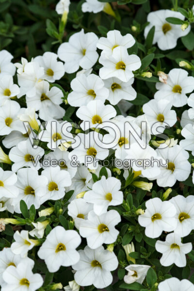 Calibrachoa MiniFamous® Uno White