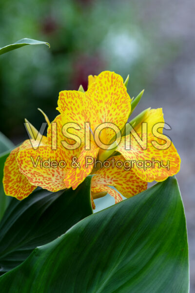 Canna Cannova Gold Leopard Canna Cannova Gold Leopard