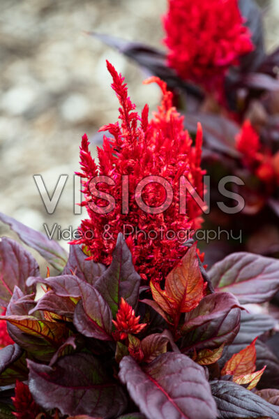 Celosia plumosa Burning Embers