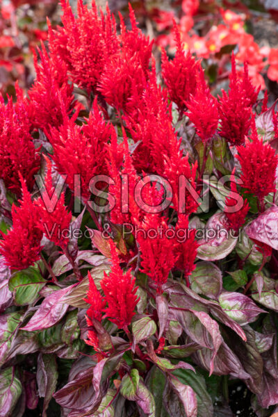 Celosia plumosa Burning Embers