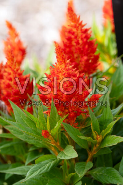 Celosia Kelos Fire Orange Celosia Kelos Fire Orange