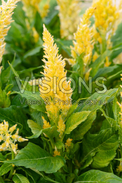 Celosia Kelos Fire Yellow