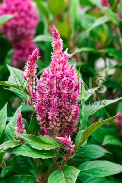 Celosia Kelos Fire Pink Celosia Kelos Fire Pink