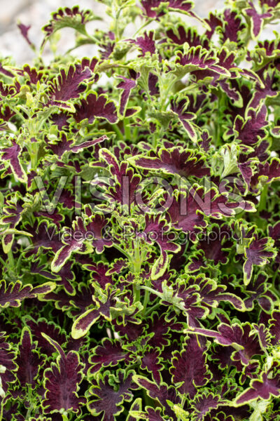 Coleus scutellarioides Colocha Green 