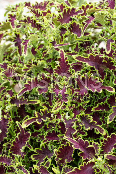 Coleus scutellarioides Colocha Green 