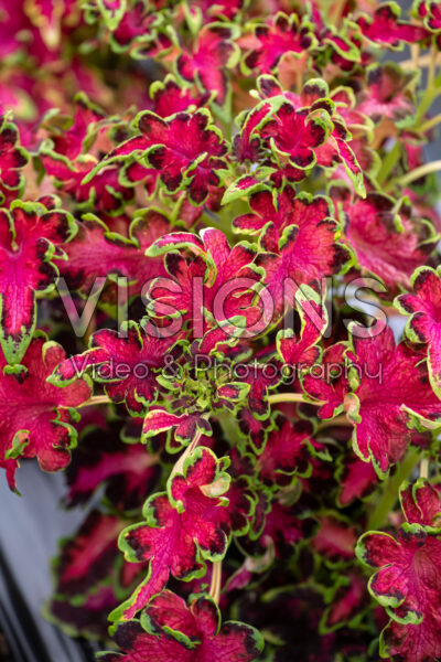 Coleus scutellarioides Colocha Rose Coleus scutellarioides Colocha Rose