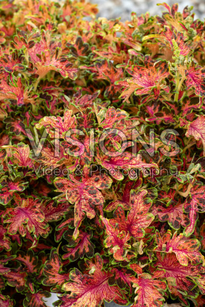 Coleus scutellarioides Colocha Scarlet Coleus scutellarioides Colocha Scarlet